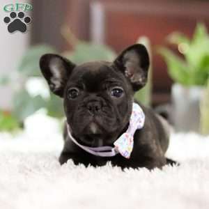 Jennifer, French Bulldog Puppy